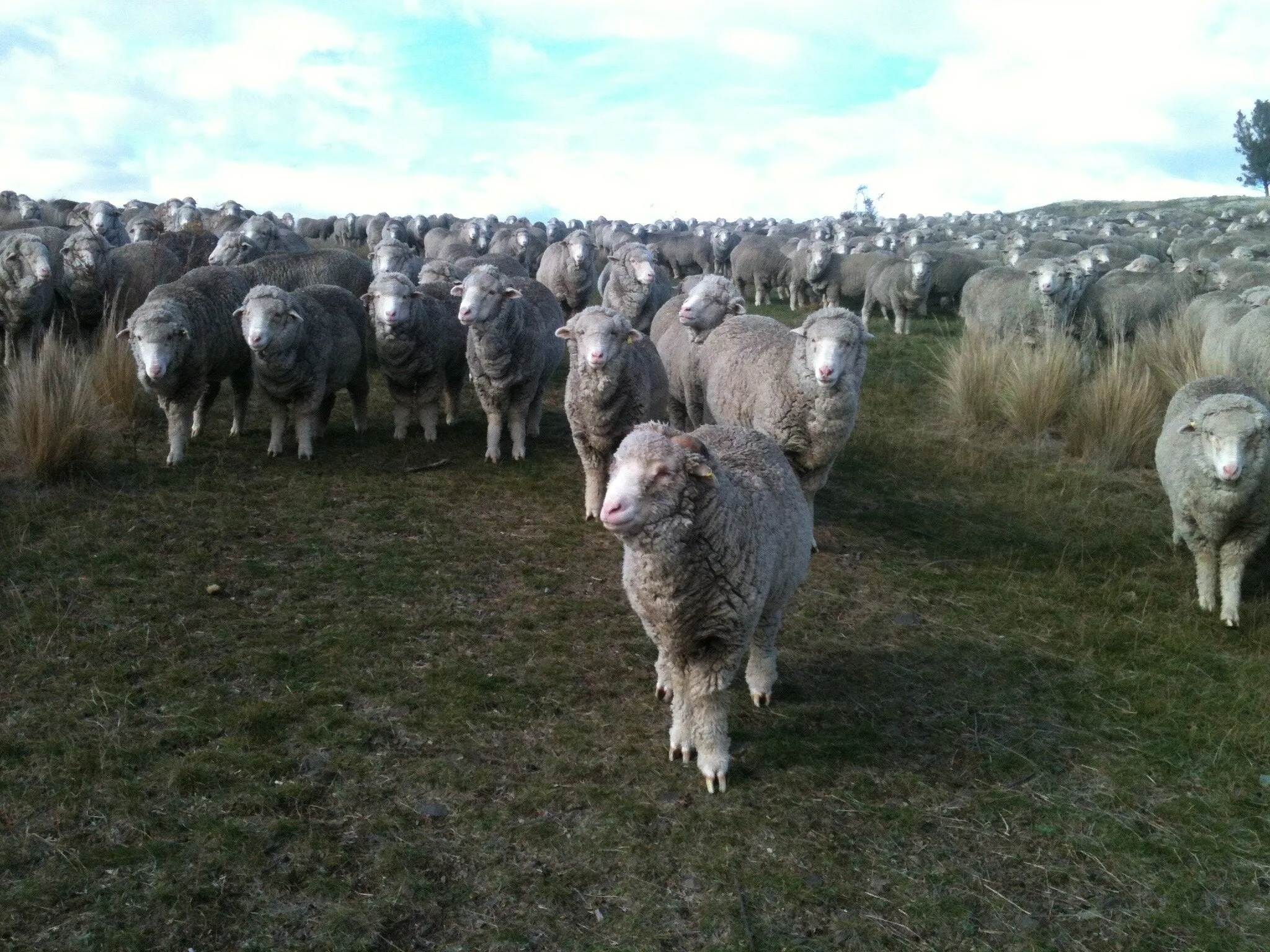 Bouclé Bulky | White Gum Wool