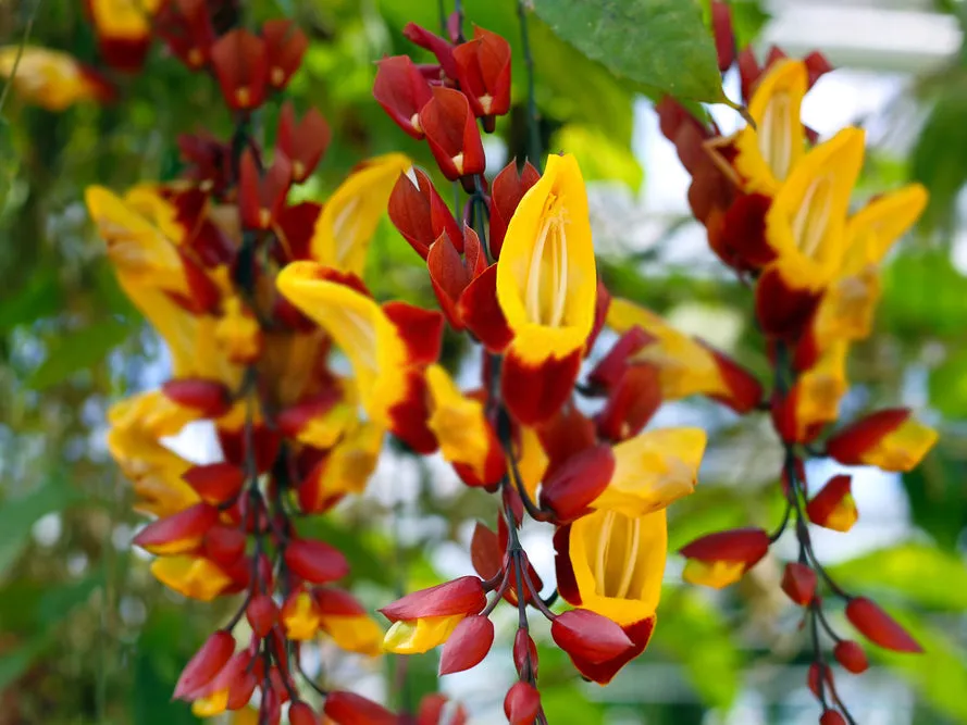 Thunbergia mysorensis