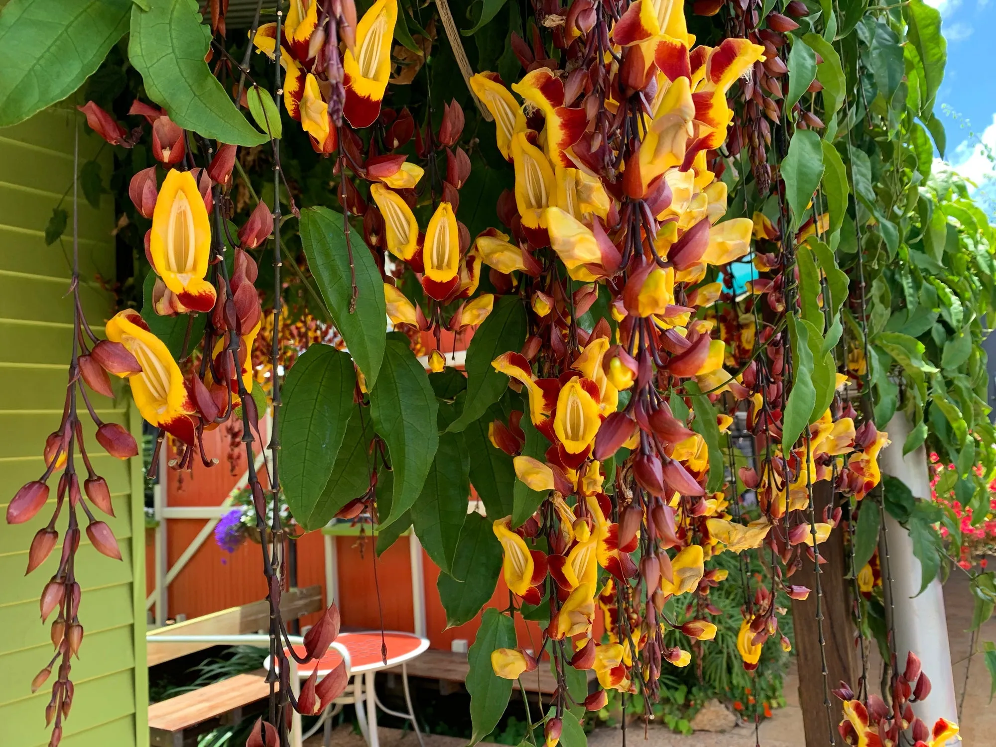 Thunbergia mysorensis